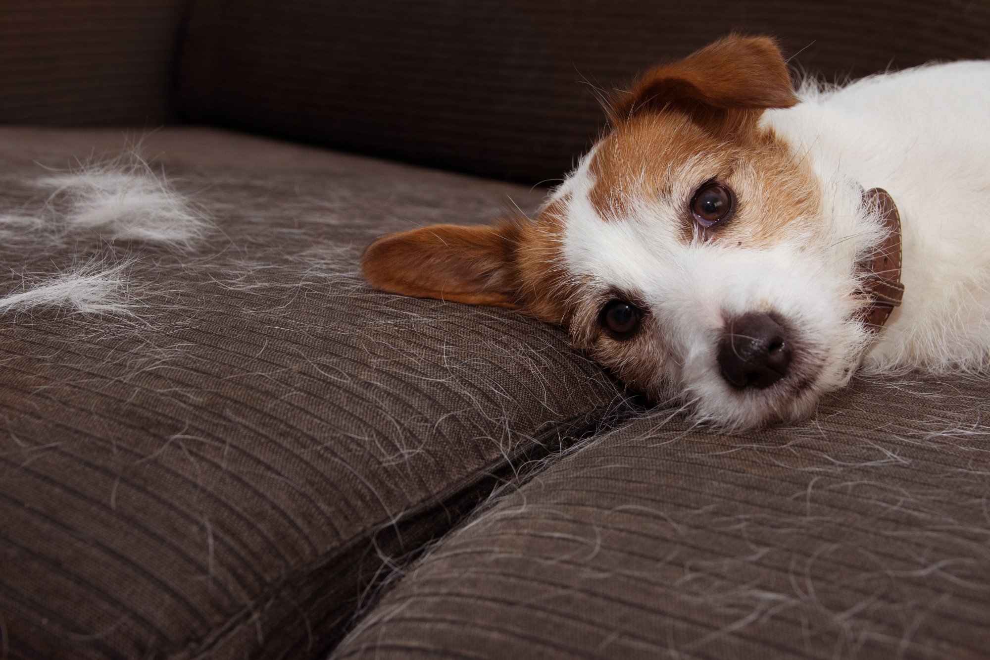 Pros and Cons of Allowing Pets in your Rental Property